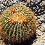 Ferocactus diguetii Cerralvo, BC,Mexico.jpg